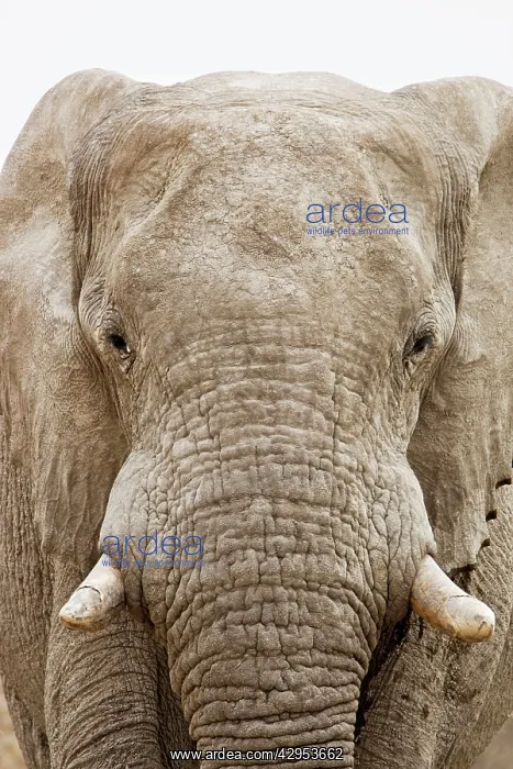 : African Elephant - Portrait : African Elephant - Portrait