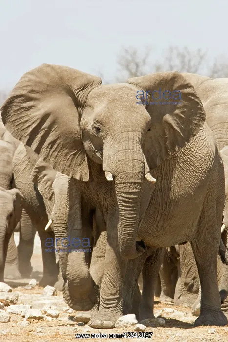 : African Elephant - Portrait of an advancing adult : African Elephant - Portrait of an advancing adult