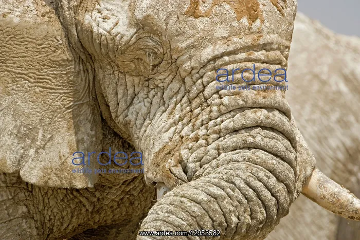 : African Elephant - Portrait close up of trunk and eyes : African Elephant - Portrait close up of trunk and eyes