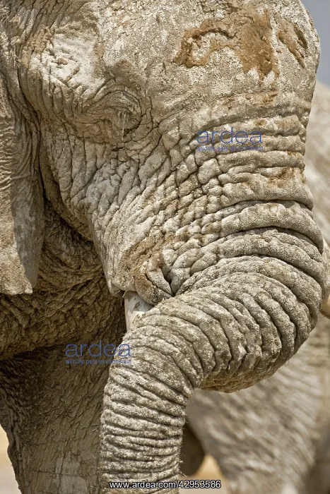 : African Elephant - Portrait close up of trunk and eyes : African Elephant - Portrait close up of trunk and eyes