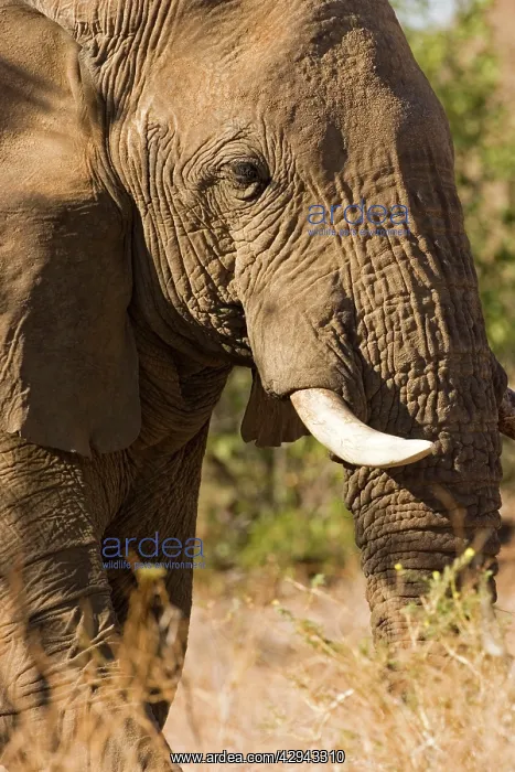 : African Elephant - Portrait of a desert adapted bull : African Elephant - Portrait of a desert adapted bull