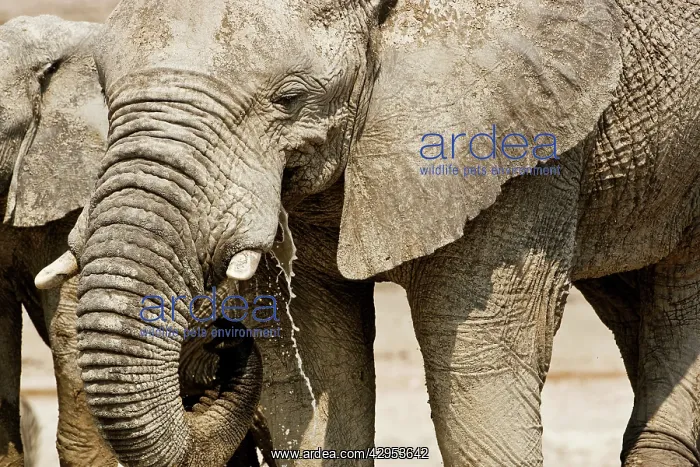 : African Elephant - Portrait while drinking - head : African Elephant - Portrait while drinking - head