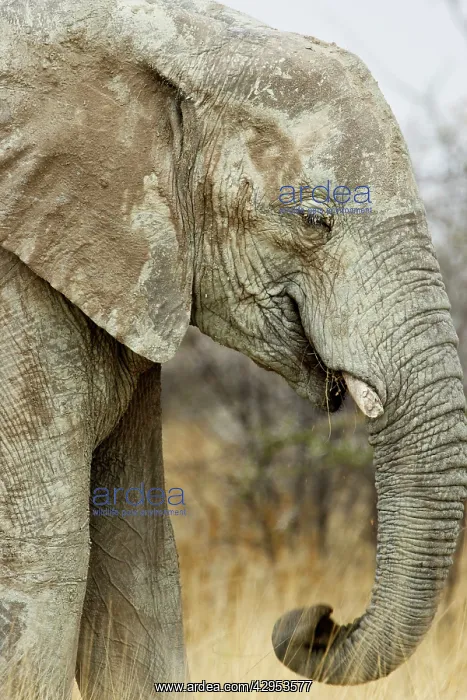 : African Elephant - Portrait while feeding : African Elephant - Portrait while feeding