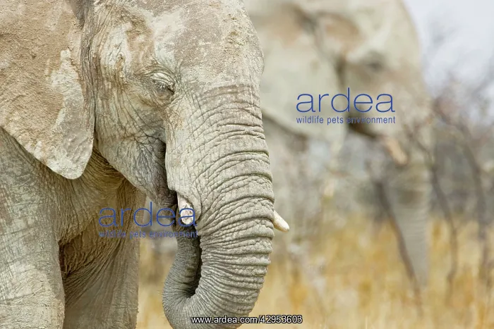 : African Elephant - Portrait while feeding : African Elephant - Portrait while feeding