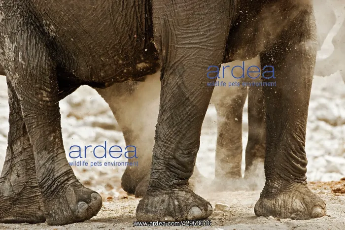 : African Elephant - Portrait of legs in the dust : African Elephant - Portrait of legs in the dust