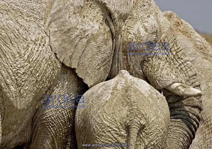 : African Elephant - Portrait of a mother and young at rest : African Elephant - Portrait of a mother and young at rest