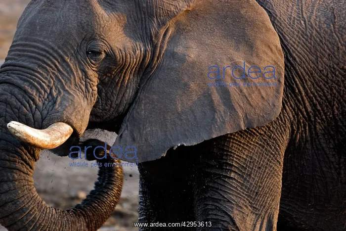 : African Elephant - Portrait side profile head and shoulder : African Elephant - Portrait side profile head and shoulder