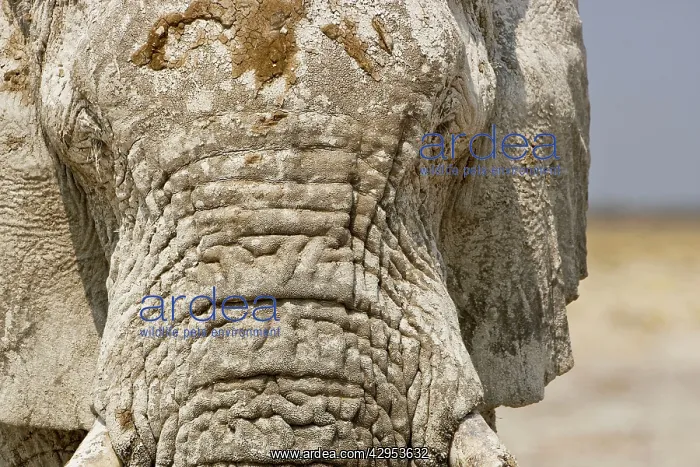 : African Elephant - Portrait showing dried mud on : African Elephant - Portrait showing dried mud on