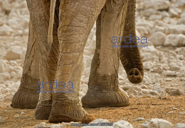 : African Elephant - Portrait of trunk and feet : African Elephant - Portrait of trunk and feet