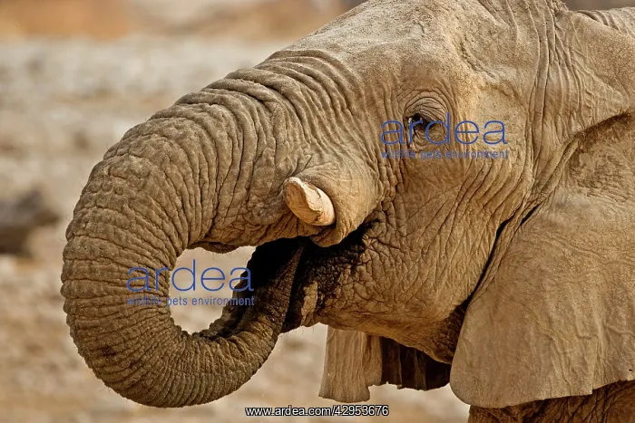  : African Elephant - Portrait whilst drinking
