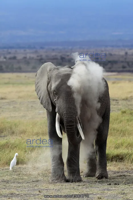 : African Elephant powdering himself with dust : African Elephant powdering himself with dust