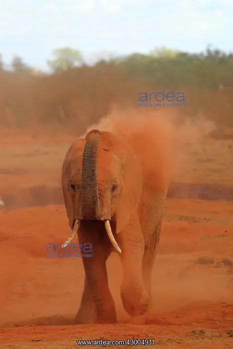 : African Elephant powdering himself with dust : African Elephant powdering himself with dust