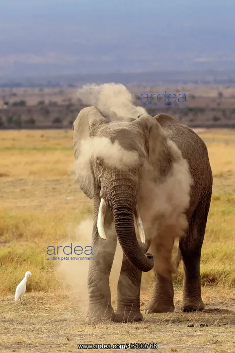 : African Elephant powdering himself with dust : African Elephant powdering himself with dust