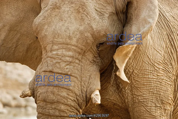  : African Elephant - Side Profile Portrait