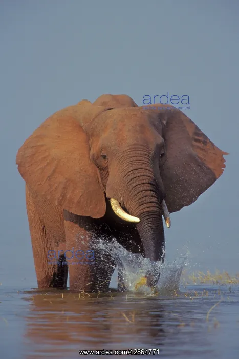 : African Elephant - Pulling up grass growing along : African Elephant - Pulling up grass growing along