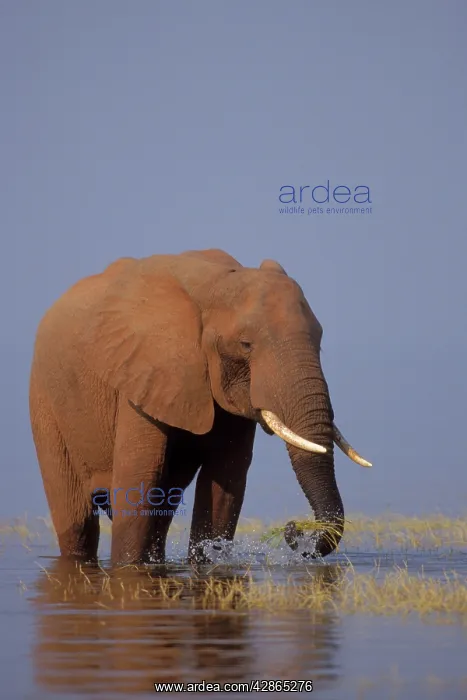 : African Elephant - Pulling up grass growing along : African Elephant - Pulling up grass growing along