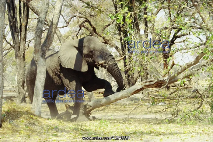 : African ELEPHANT - pushing down tree : African ELEPHANT - pushing down tree