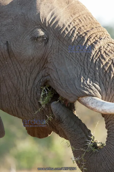 : African Elephant - putting food in mouth : African Elephant - putting food in mouth