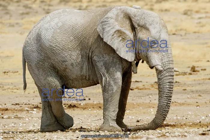  : African Elephant - at rest with a tracking collar