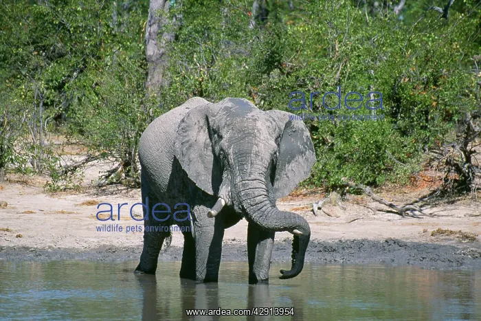  : African Elephant - resting trunk on tusk