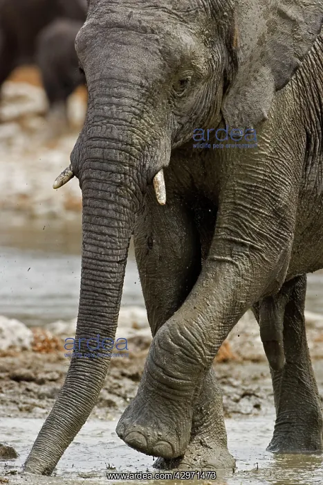 : African Elephant - rubbing its front legs : African Elephant - rubbing its front legs