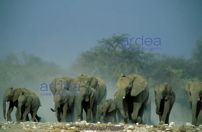 : African Elephant - Rushing towards a waterhole : African Elephant - Rushing towards a waterhole