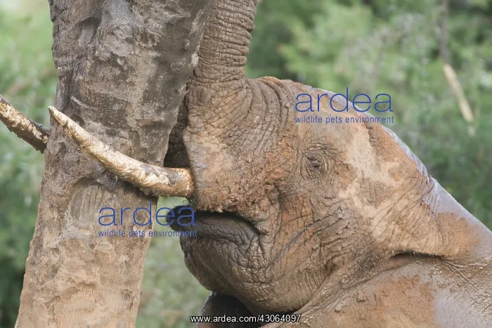 : African Elephant scratches against tree : African Elephant scratches against tree