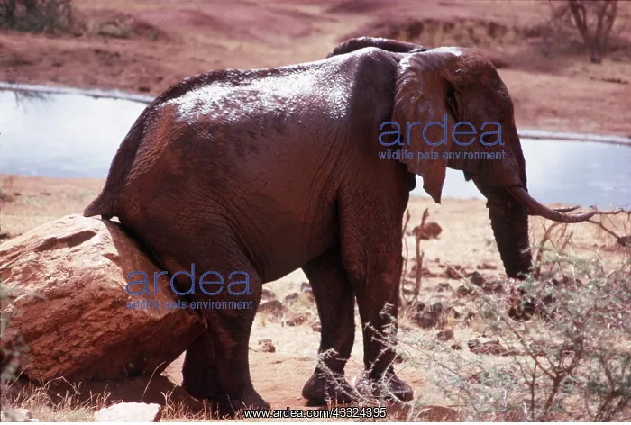 : AFRICAN ELEPHANT - scratching bottom on rock : AFRICAN ELEPHANT - scratching bottom on rock