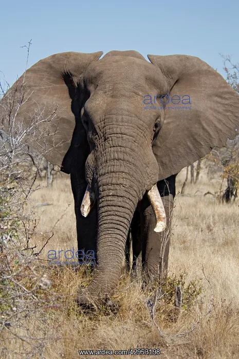 : African Elephant - selecting vegetation to eat : African Elephant - selecting vegetation to eat