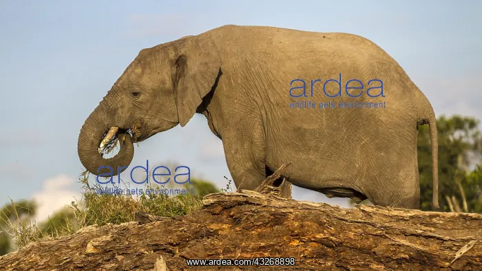 : African Elephant shaking soiil from grass roots : African Elephant shaking soiil from grass roots