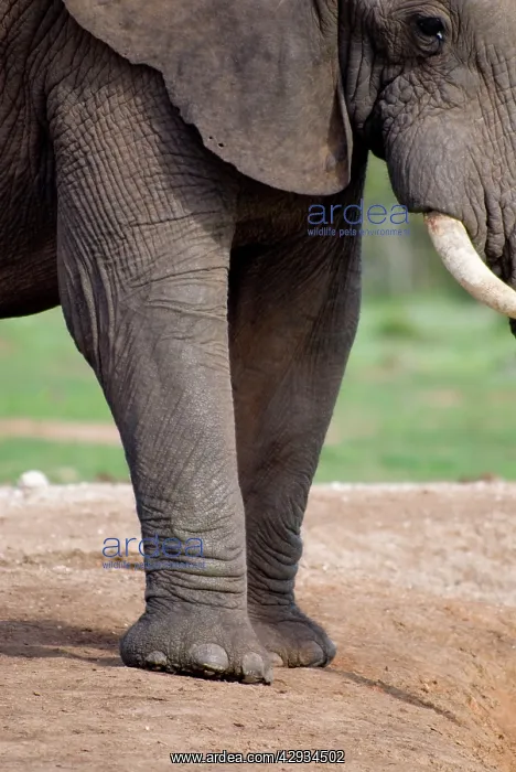 : African Elephant showing front feet and nails : African Elephant showing front feet and nails