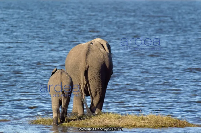 : African Elephant - back sides of a cow with calf : African Elephant - back sides of a cow with calf