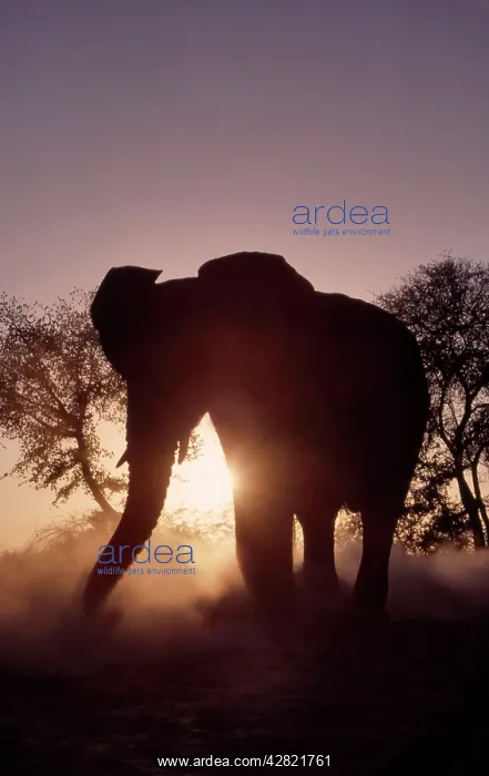 : African Elephant - Silhouette at dusk : African Elephant - Silhouette at dusk