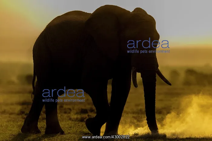  : African Elephant silhouette kicking the