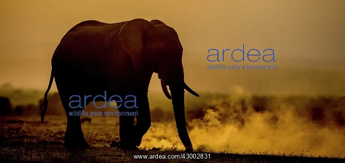 : African Elephant silhouette kicking the : African Elephant silhouette kicking the