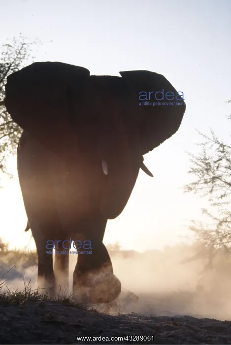 : African ELEPHANT - Silhouette, raising dust : African ELEPHANT - Silhouette, raising dust