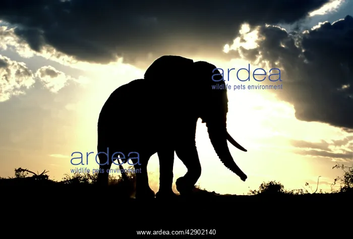 : African Elephant - silhouetted against sunset : African Elephant - silhouetted against sunset