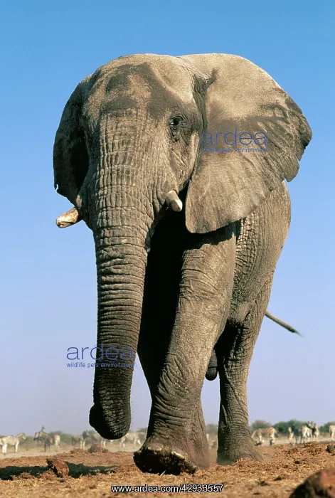 : AFRICAN ELEPHANT - single : AFRICAN ELEPHANT - single