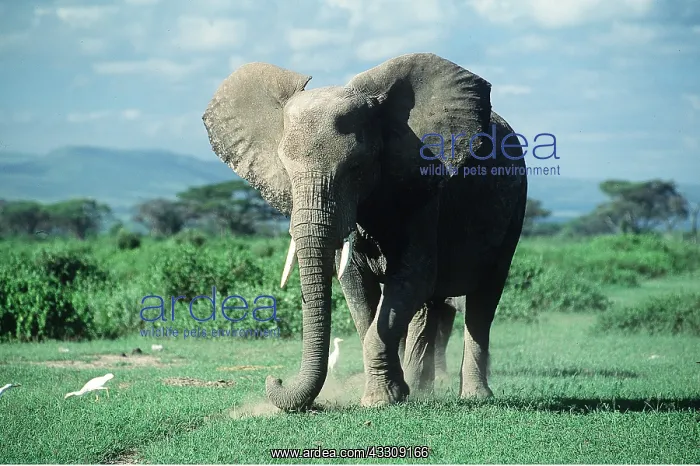  : AFRICAN ELEPHANT - single
