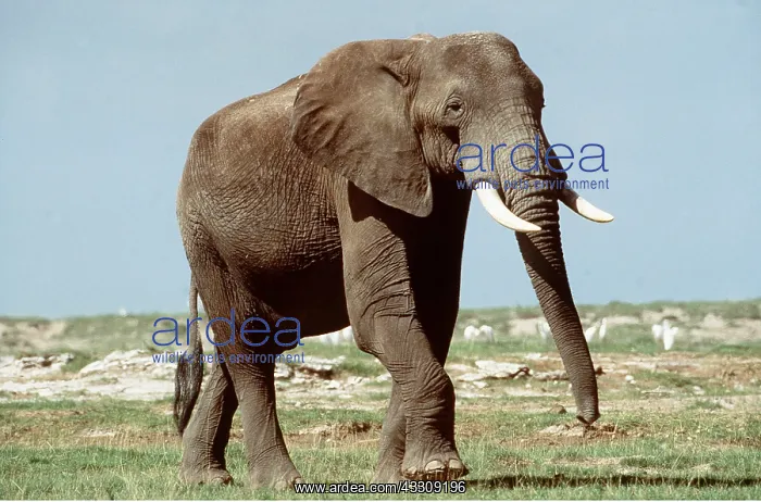  : AFRICAN ELEPHANT - single