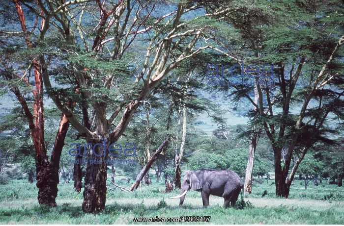  : AFRICAN ELEPHANT - single, in Acacia forest