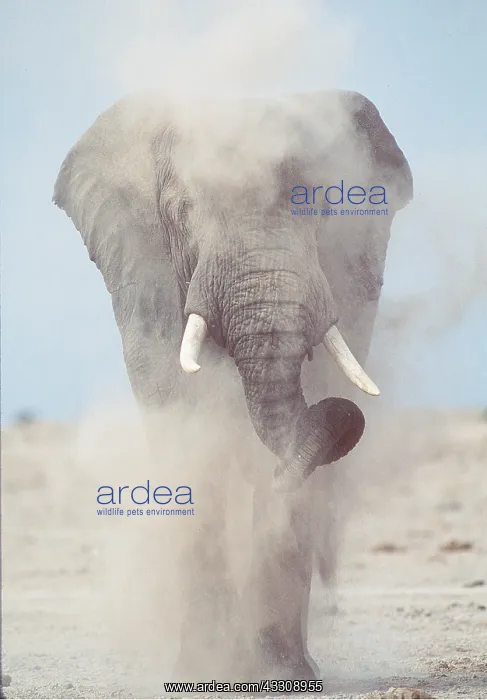  : African ELEPHANT- single bull  /  male dust bathing