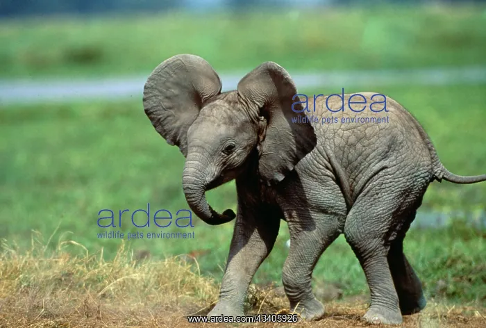  : African Elephant - single calf