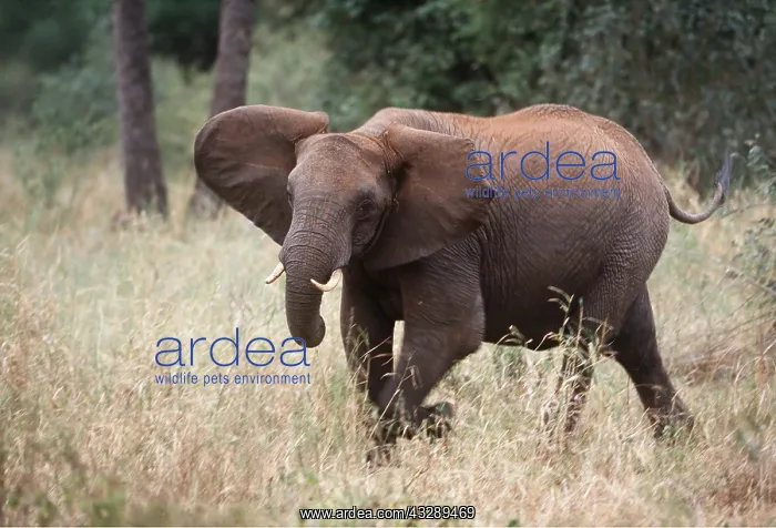 : African ELEPHANT - single charging : African ELEPHANT - single charging