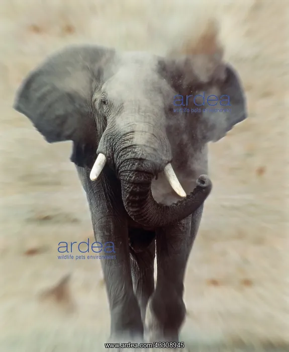  : African Elephant - single, charging, head-on