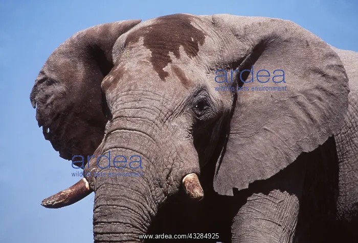 : AFRICAN ELEPHANT - single, close-up of head : AFRICAN ELEPHANT - single, close-up of head