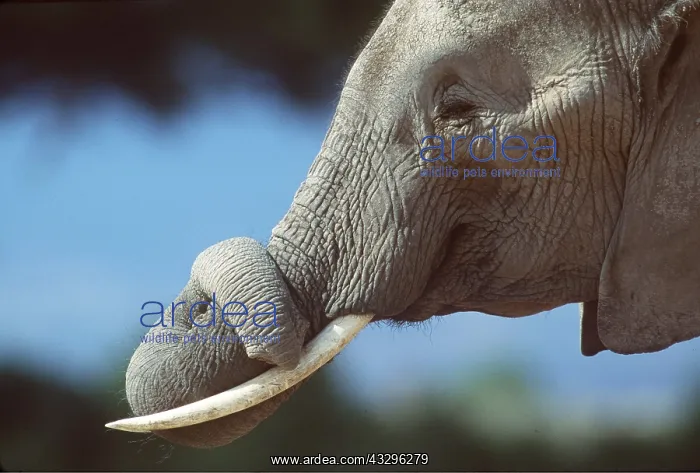  : AFRICAN ELEPHANT - single, close-up of trunk