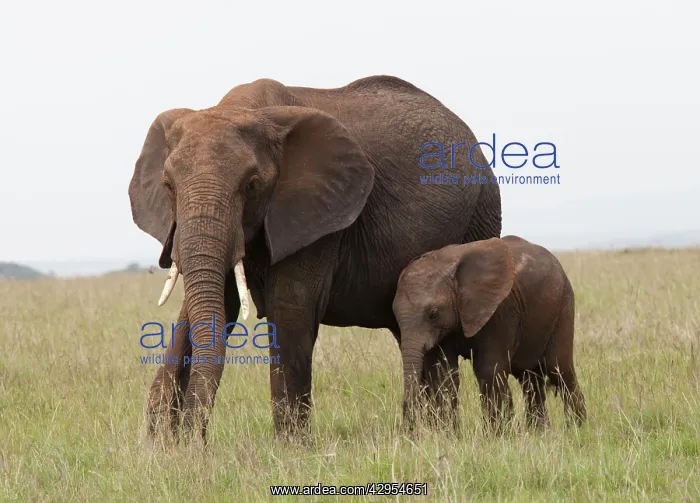 : African Elephant - single cow with young calf : African Elephant - single cow with young calf