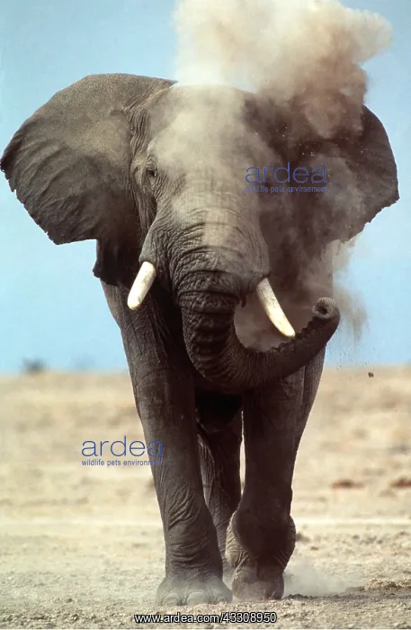  : African ELEPHANT - single, dust bathing