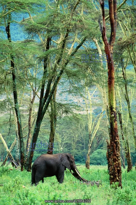  : African Elephant - single feeding in Acacia forest